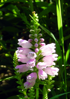 obedient plant 4